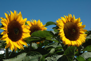 Fijne zomer toegewenst