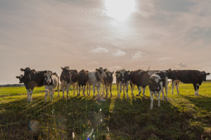 Wat doet Corona met veehouders?